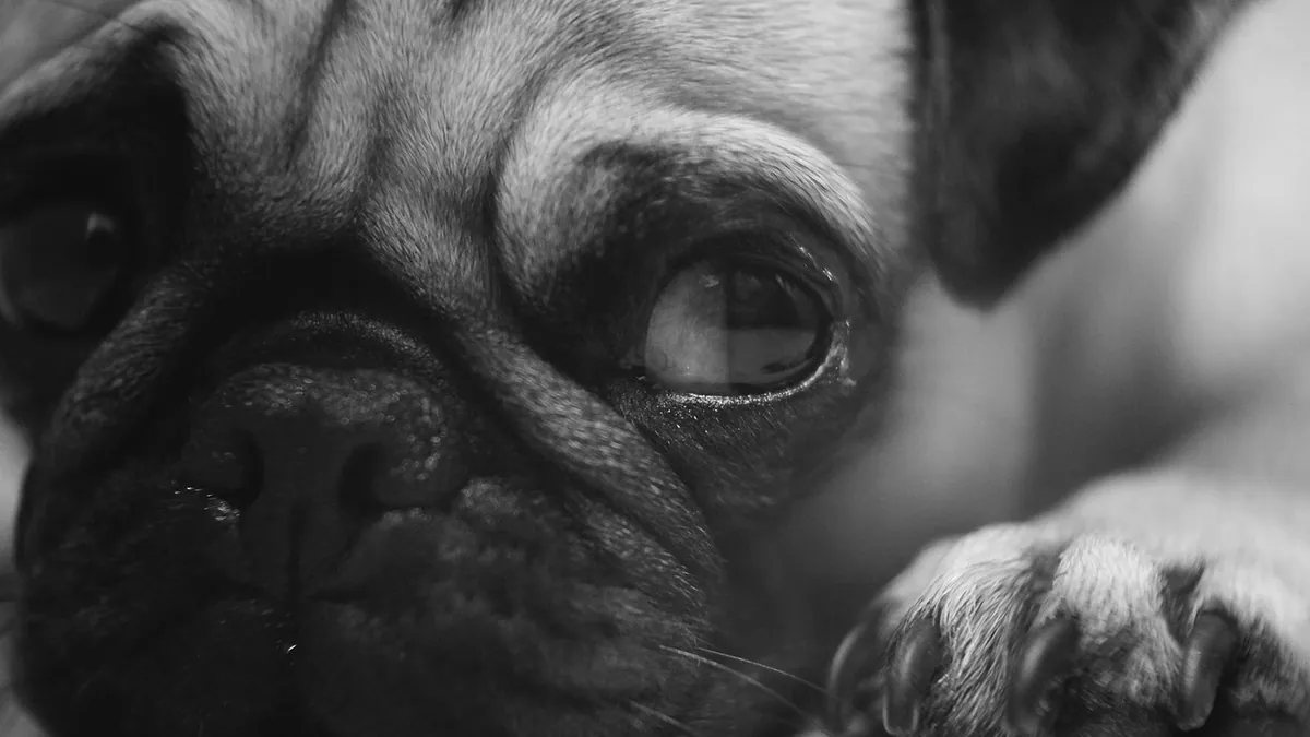 Chloramphenicol for Dogs: Eye, Ear, and Skin Uses