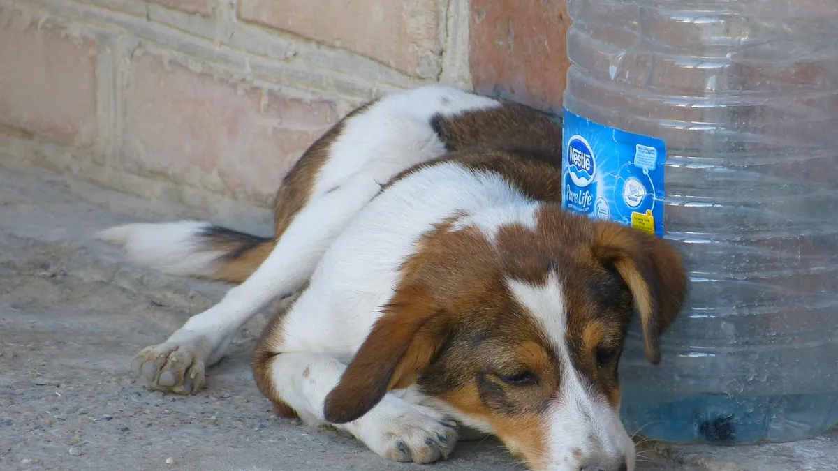 Why You Must Wear Gloves With Chloramphenicol for Dogs