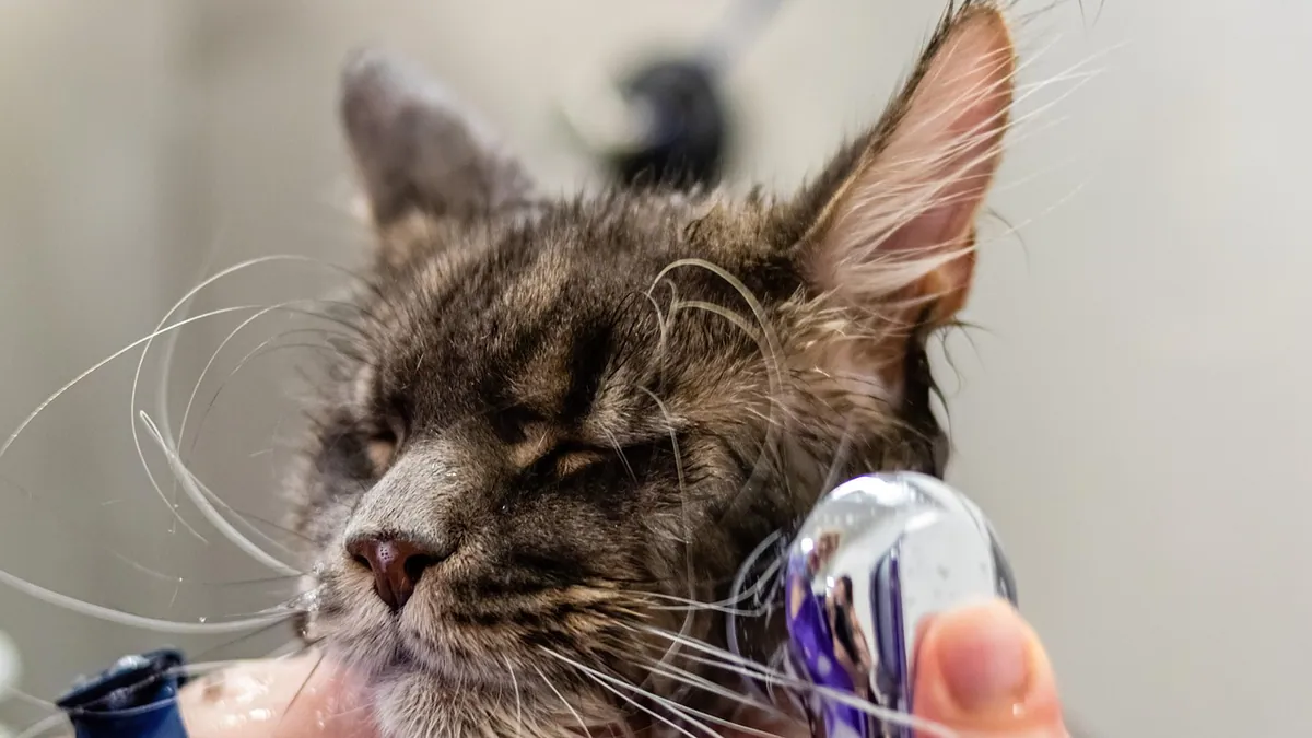 Chlorhexidine for Cats: Ears, Mouth, Teeth, and Ringworm