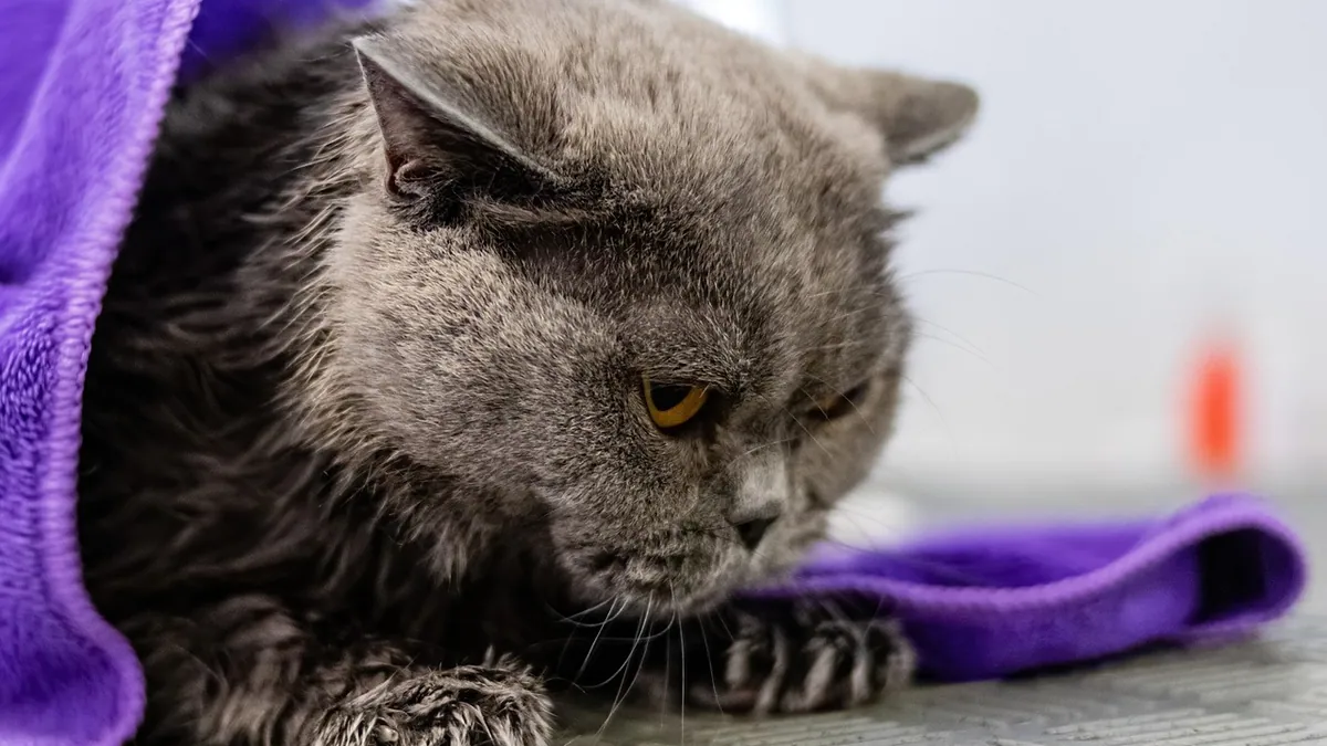 Chlorhexidine for Cats: Safe Use on Skin and Acne