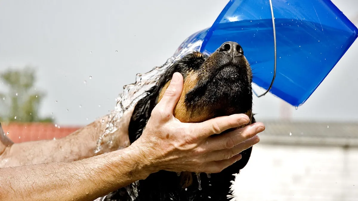 Chlorhexidine for Dogs: Dilution, Mouth, and Skin Use