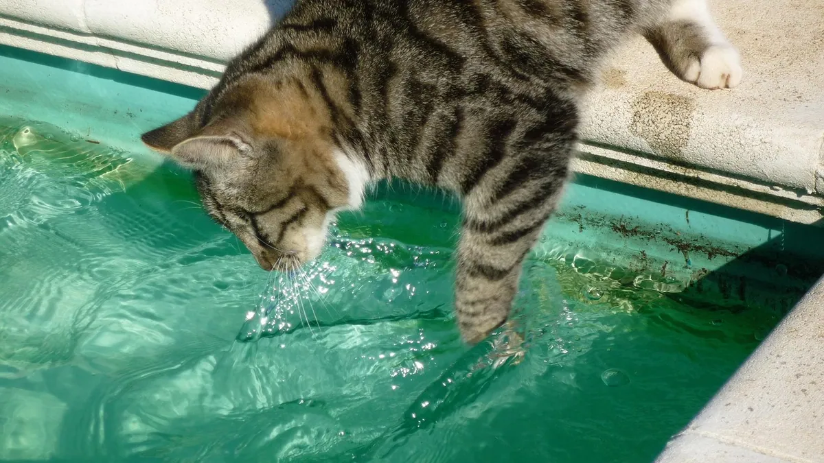 Is Chlorine Toxic to Cats? Pools, Water, and Gas