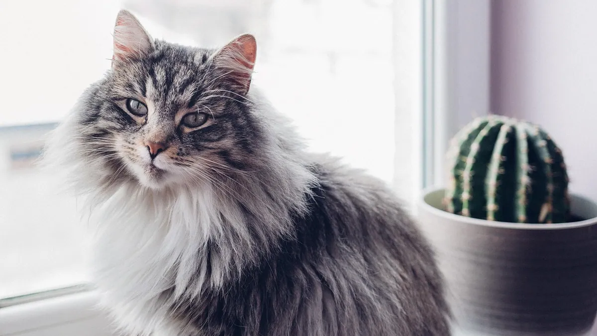 Is Christmas Cactus Toxic to Cats? Holiday Safety