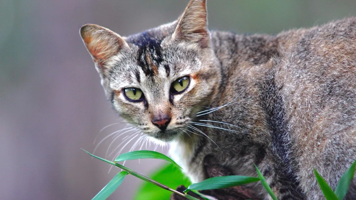 Is Christmas Tree Alternanthera Toxic to Cats?