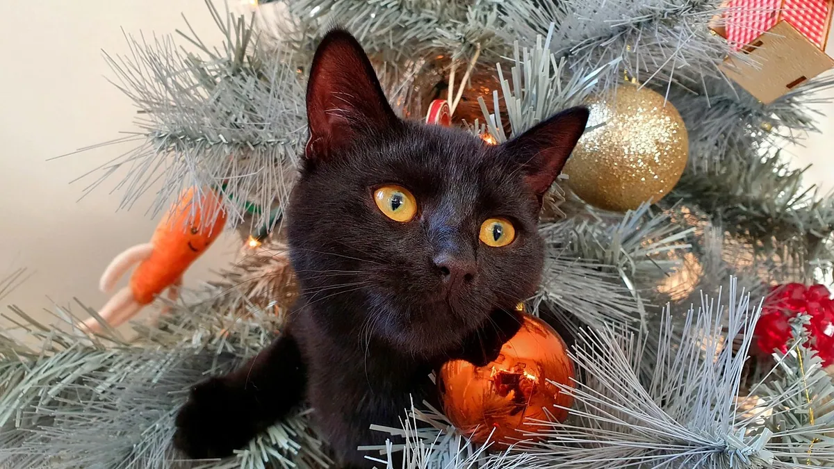 Is a Christmas Tree Harmful to Cats? Real vs Fake