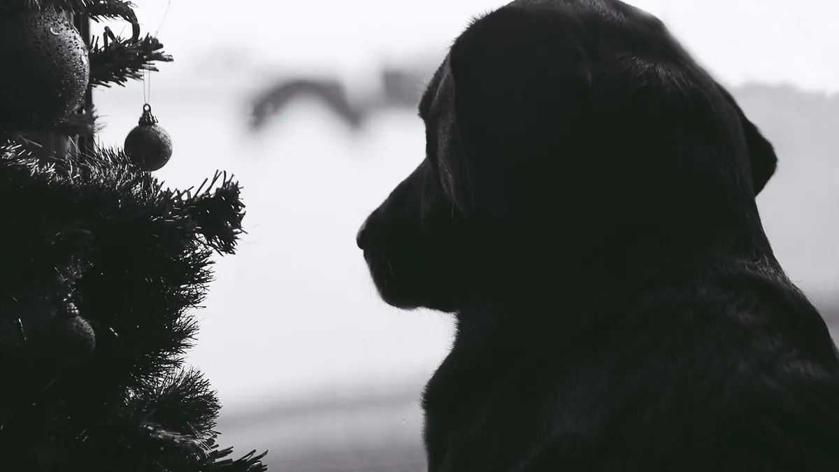 Is Christmas Tree Water Toxic to Dogs? Holiday Safety Guide