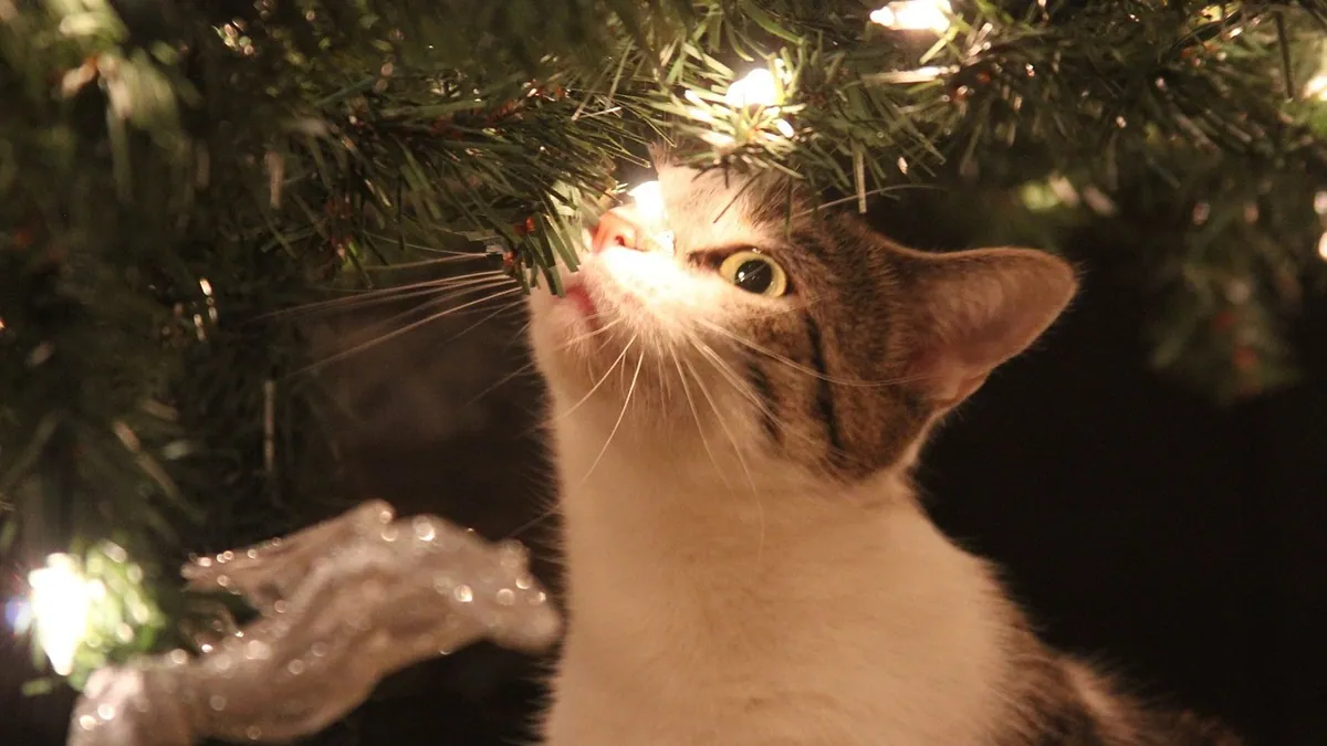 Are Christmas Trees Toxic to Cats and Dogs?