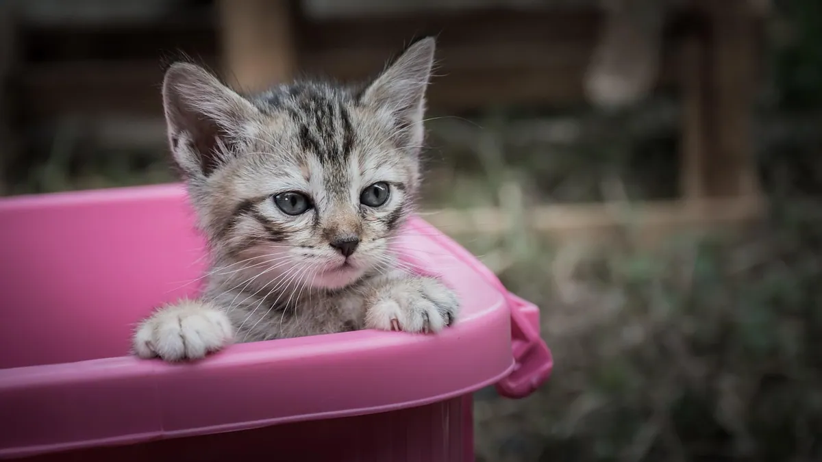 Chronic Diarrhea in Cats With No Other Symptoms