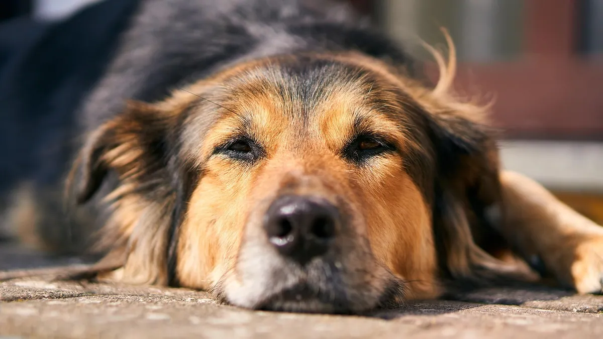 Chronic Diarrhea in Dogs With Cancer: What It Means