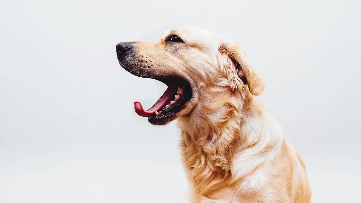 Chronic Stomatitis in Dogs: Causes and Treatment