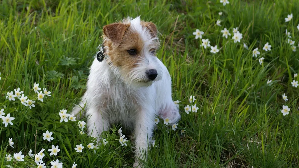 Are Chrysanthemums Toxic to Dogs? Mum Poisoning Signs