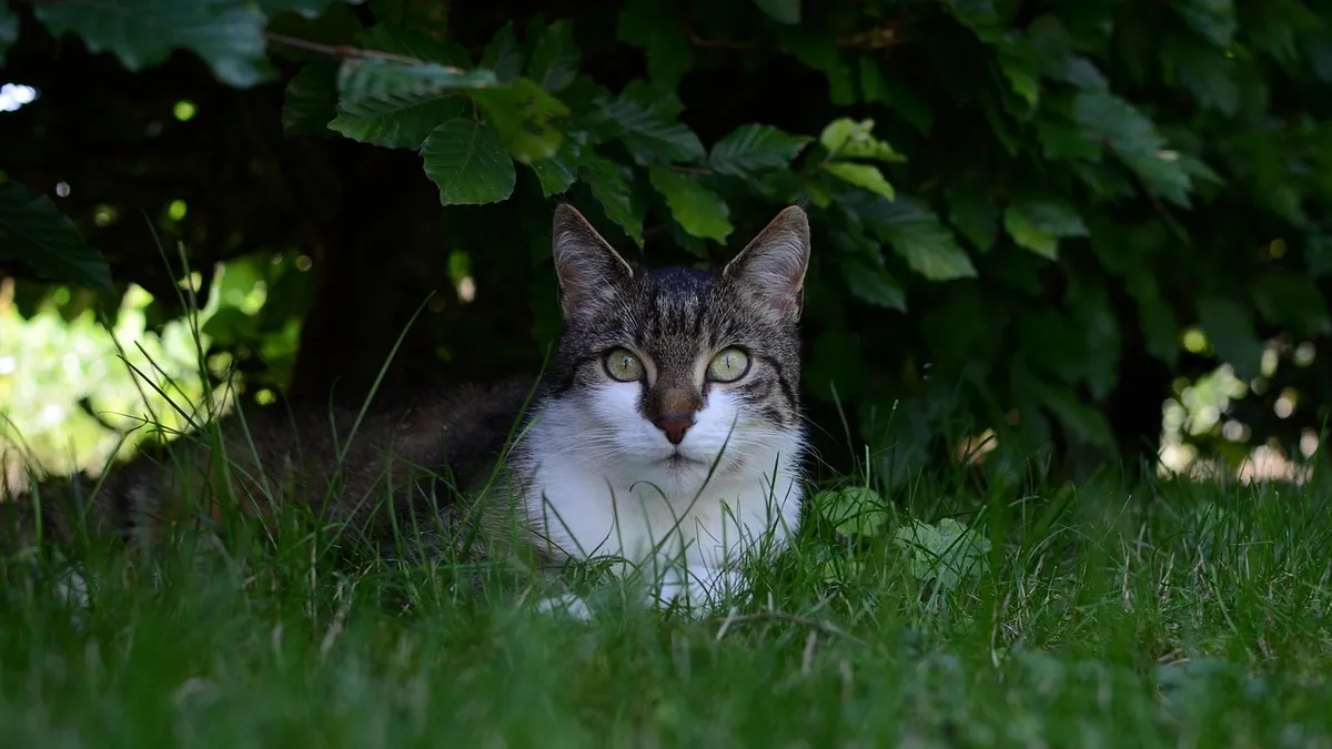 Is Citronella Oil Toxic to Cats? Candles and Sprays