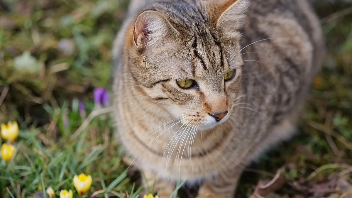 Is Citronella Plant Toxic to Cats? Geranium Risk