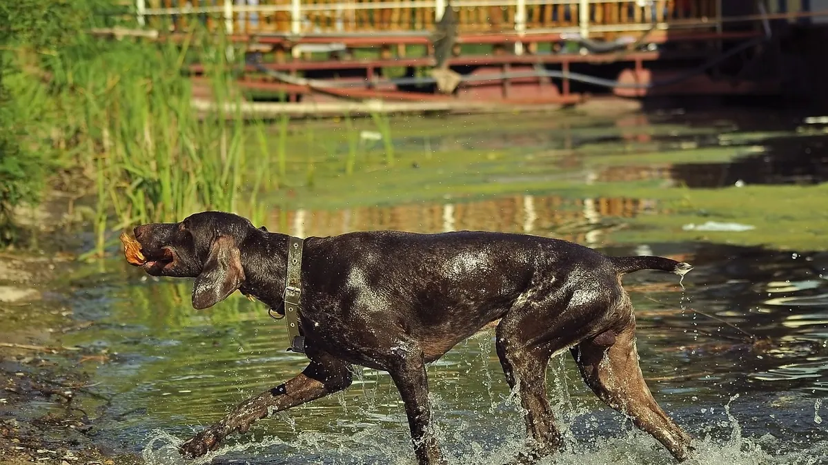 Is Citronella Toxic to Dogs? Oils, Plants, and Candles