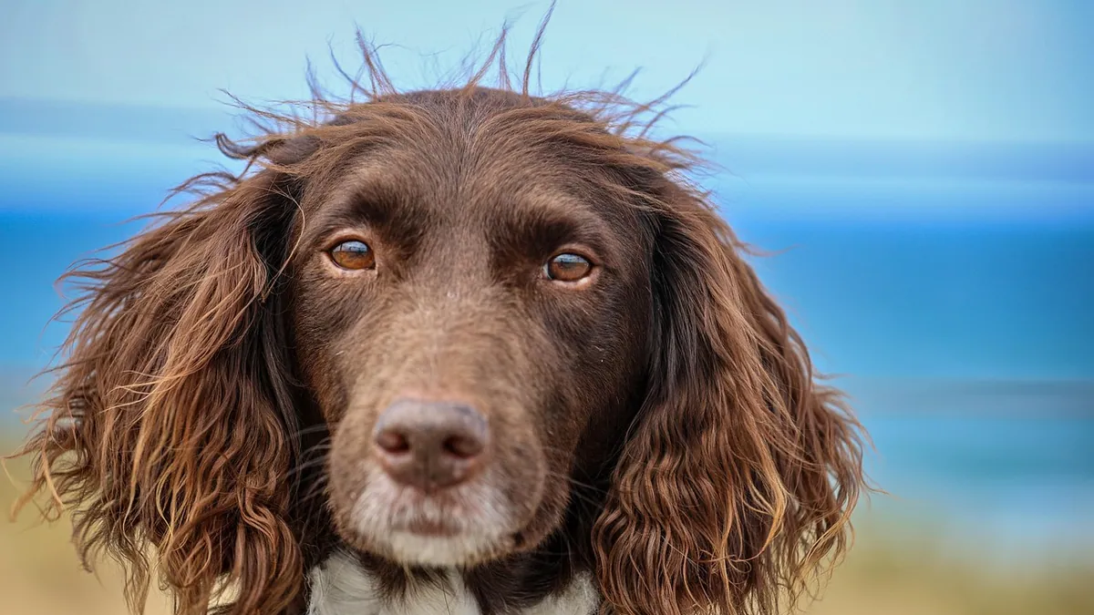 Can Dogs Take Claritin D? Allergy Medicine Safety
