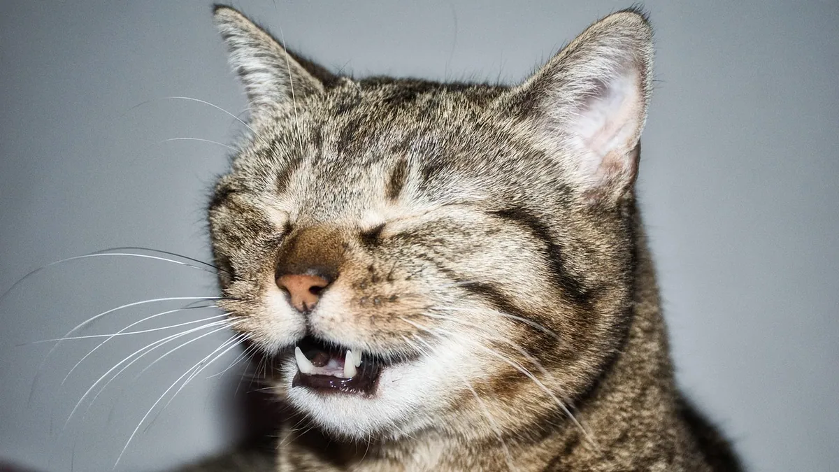 Can I Give My Cat Claritin? Loratadine Safety