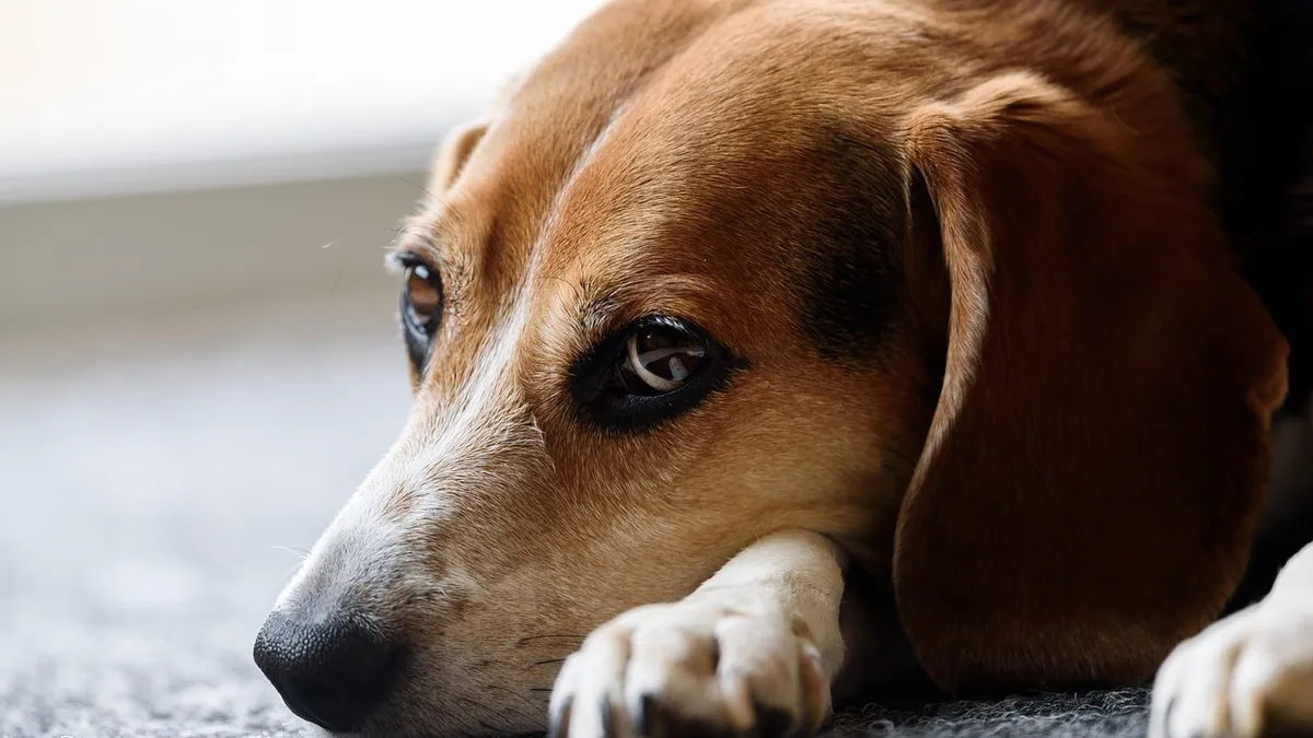 What Does Clavamox Treat in Dogs? UTIs, Ears, and Skin