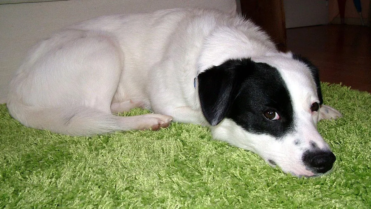 How to Clean Dog Pee From Rugs and Carpets