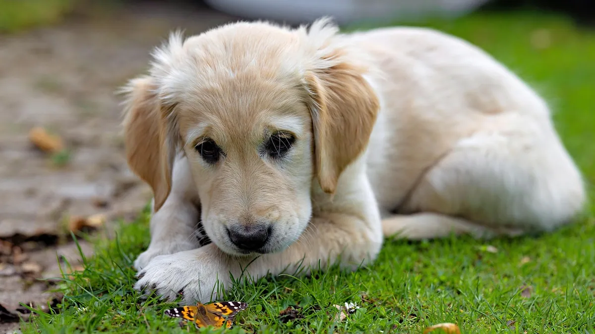 Are Climbing Roses Toxic to Dogs? Pet Safety Facts