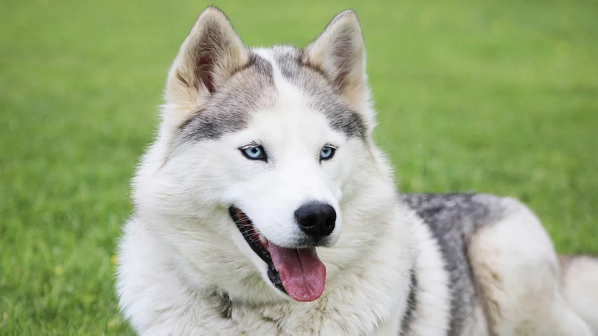 Clindamycin Side Effects in Dogs: What to Watch For