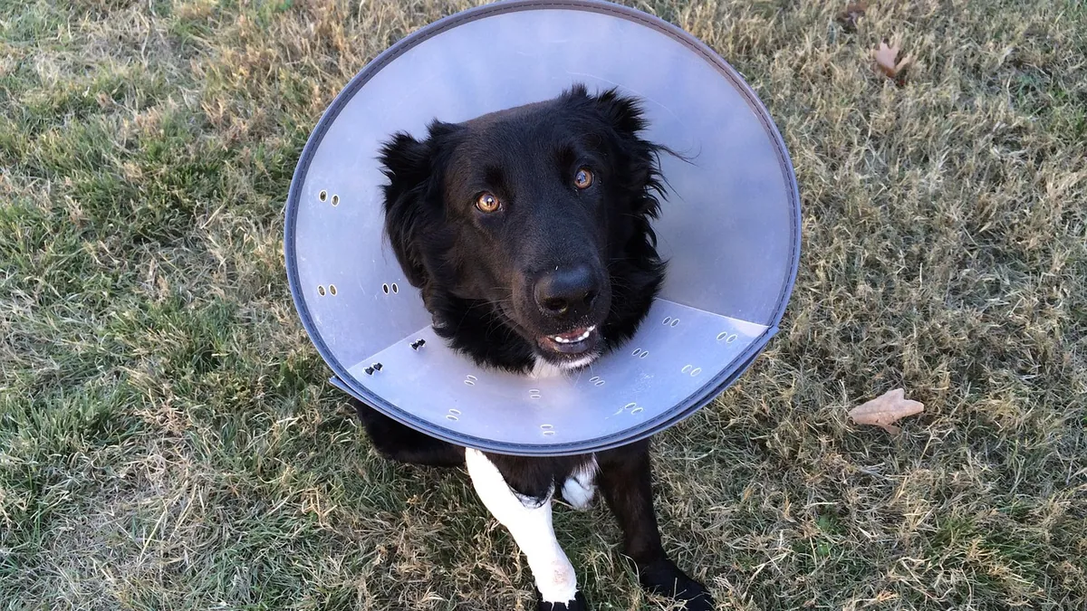 Clindamycin for Dogs: Dosage, Uses, and Duration