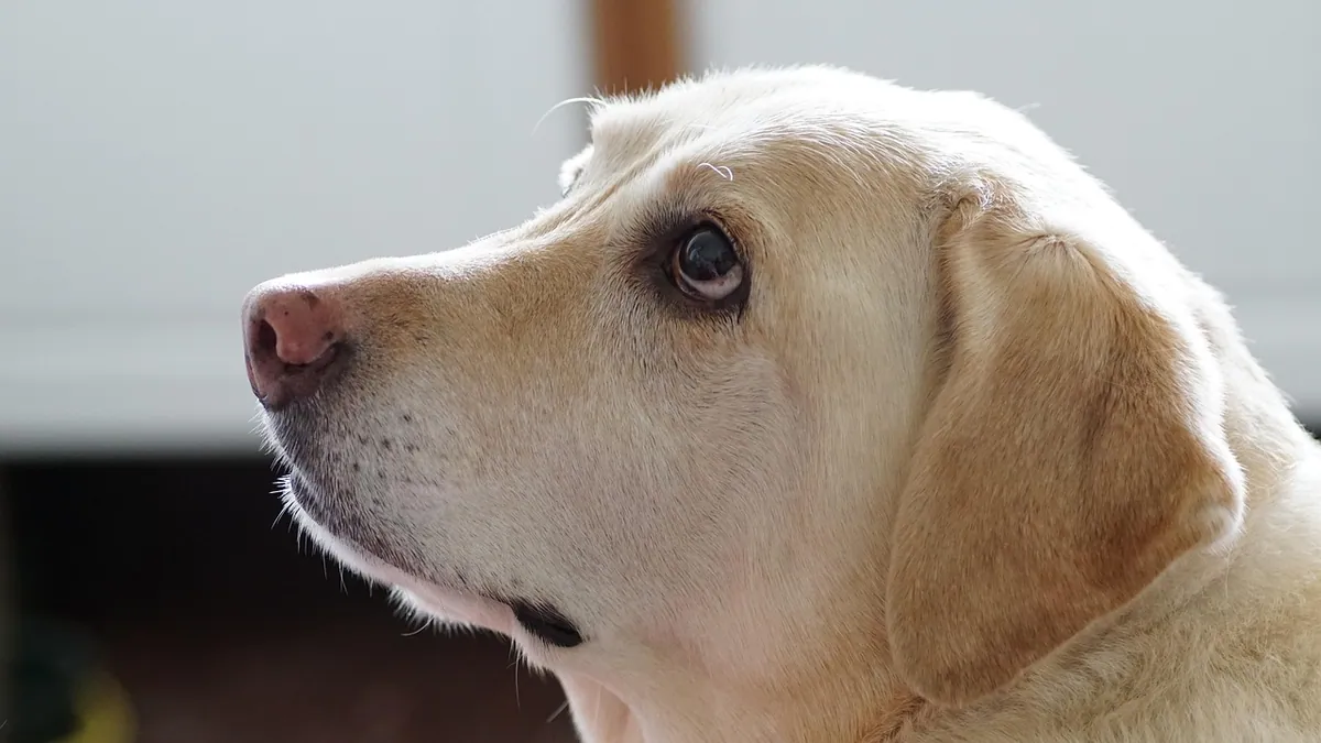 Clindamycin for Dogs: Ear Infections, UTIs, and Teeth