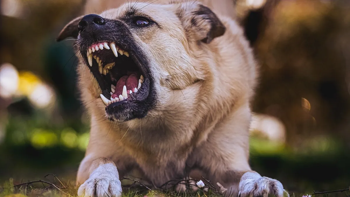 Clomipramine for Dogs: Side Effects, Anxiety, and Aggression
