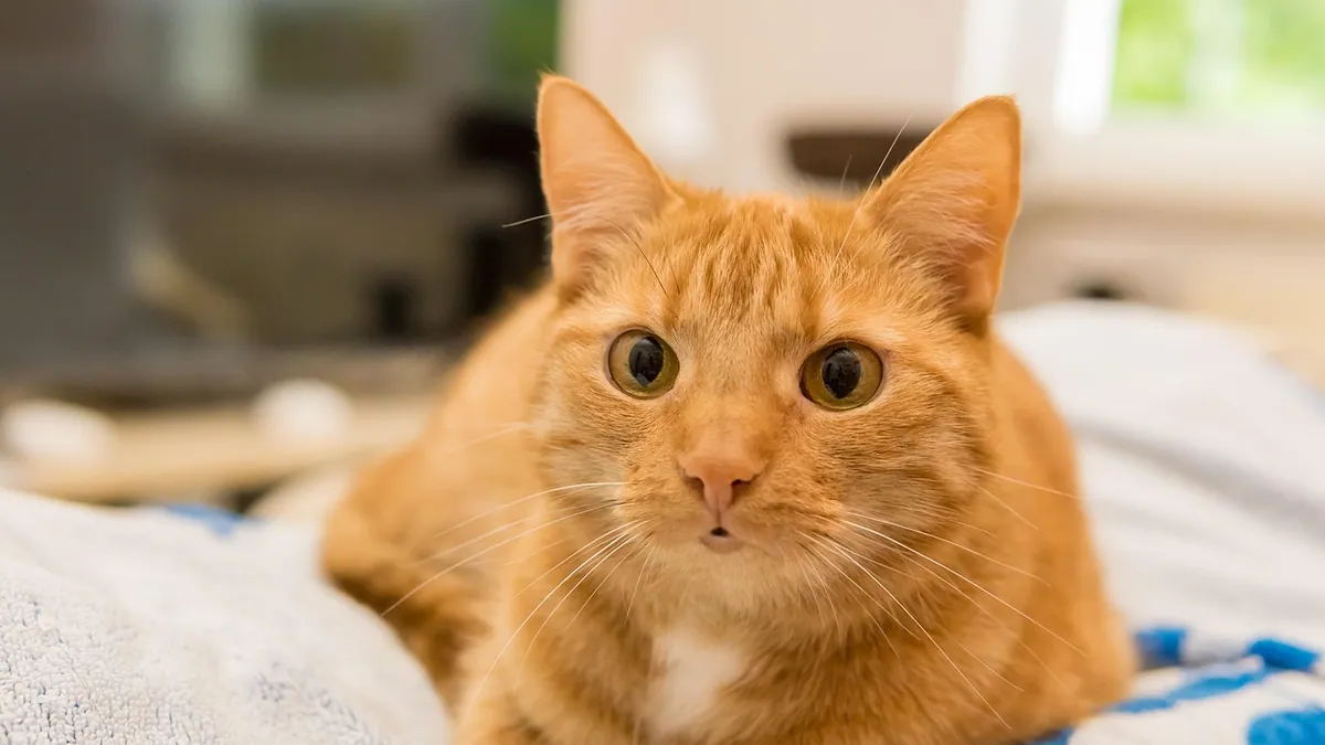 Clomipramine for Cats: Dosage and Dosing Guide