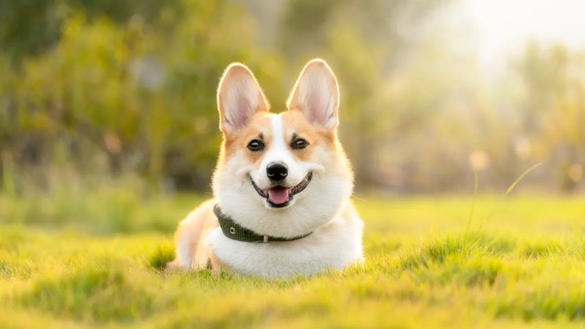 Clomipramine for Dogs: Dosage and Dosing