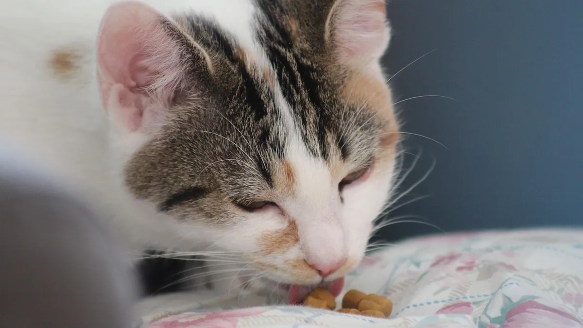 Is Clorox Toxic to Cats? Bleach and Spray Safety