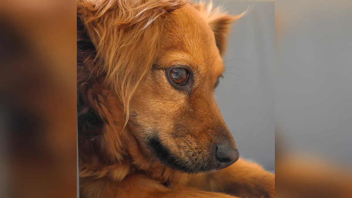 Is Clorox Toxic to Dogs? Bleach and Wipe Safety