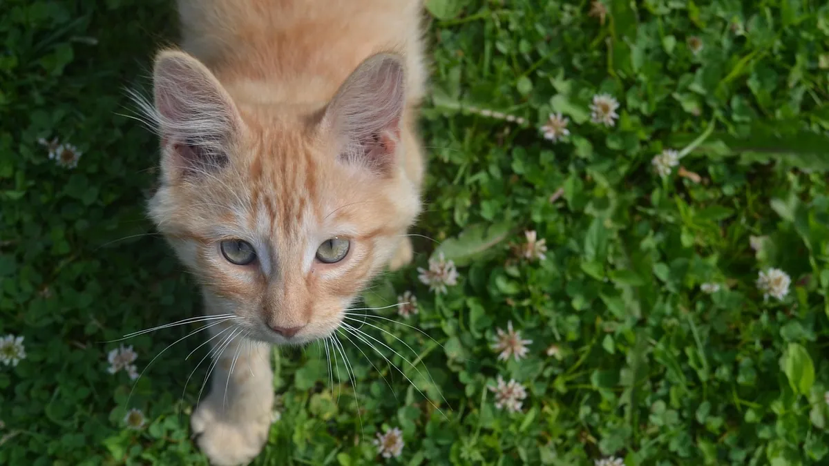 Is Clover Toxic to Cats? Red, White and Wild Clover