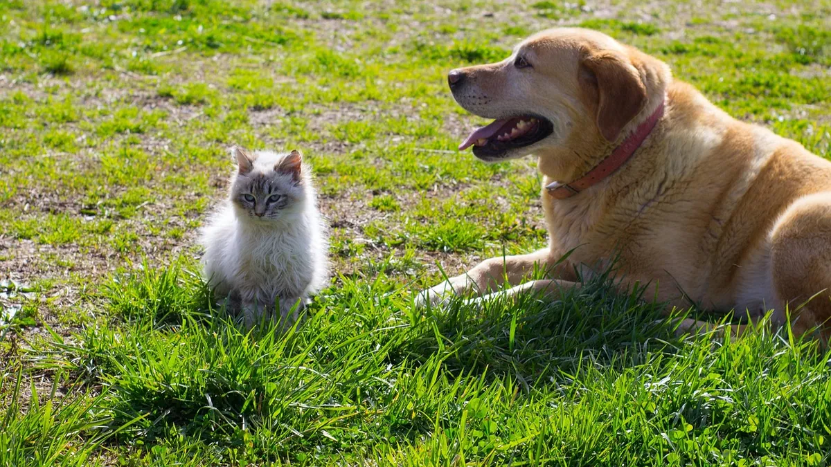 Is Clover Toxic to Dogs and Cats? What to Know