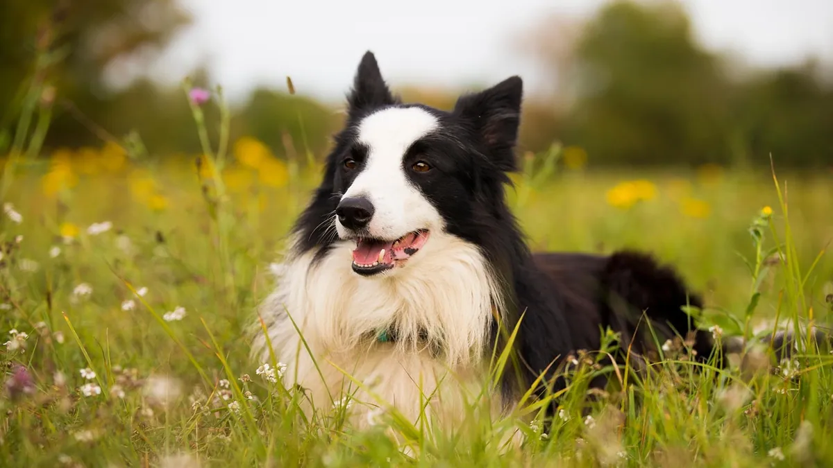 Is Clover Toxic to Dogs? White, Red, and Crimson Types