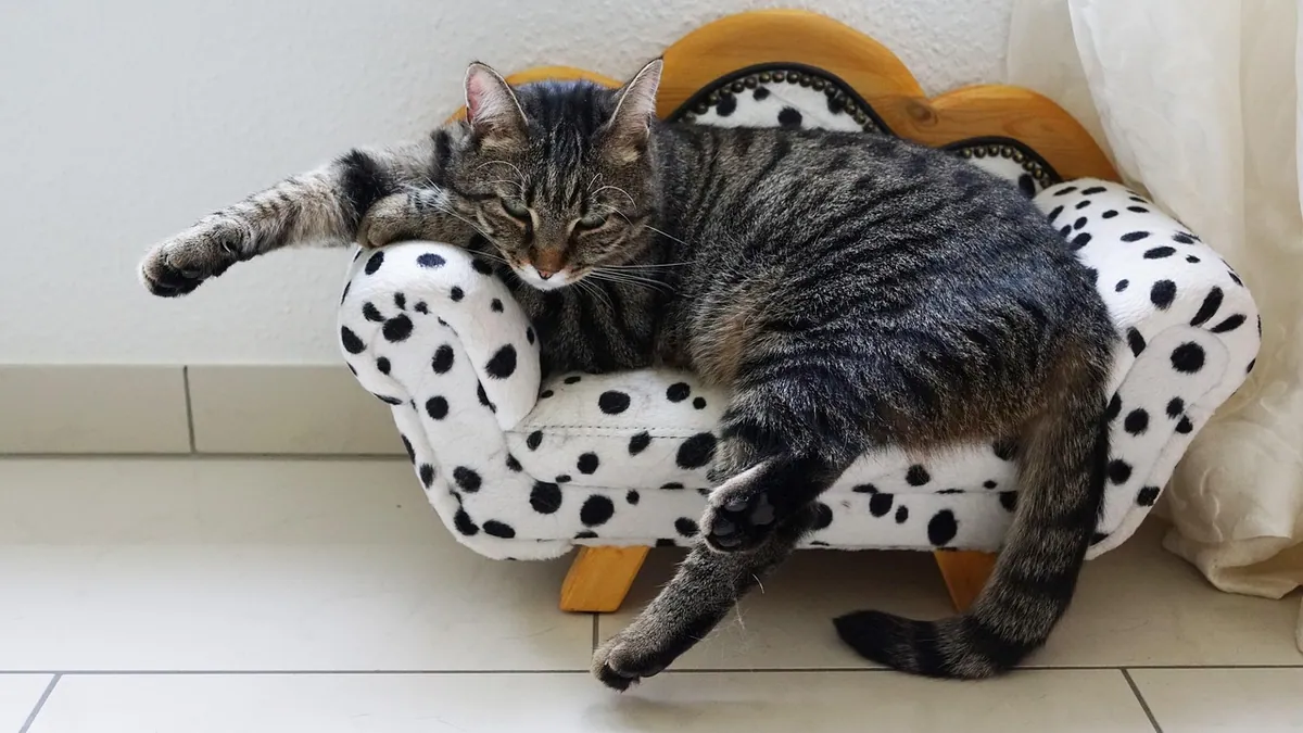 Coccidia in Cats: Poop Signs and How to Clean
