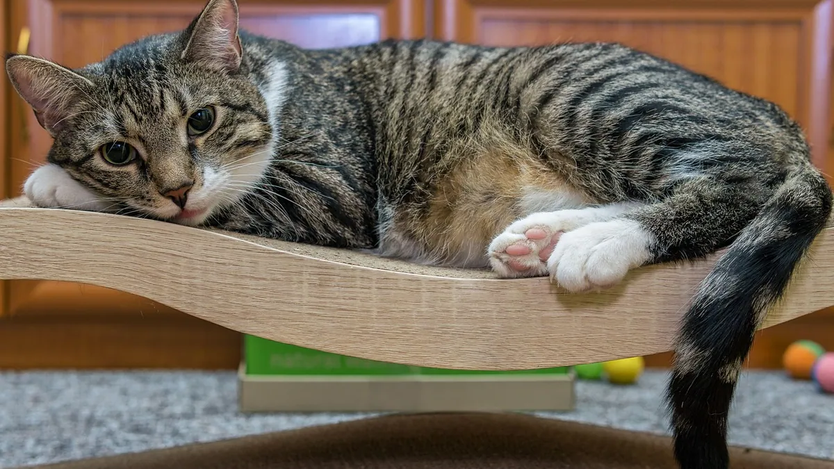 Coccidia in Cats: Symptoms to Watch For