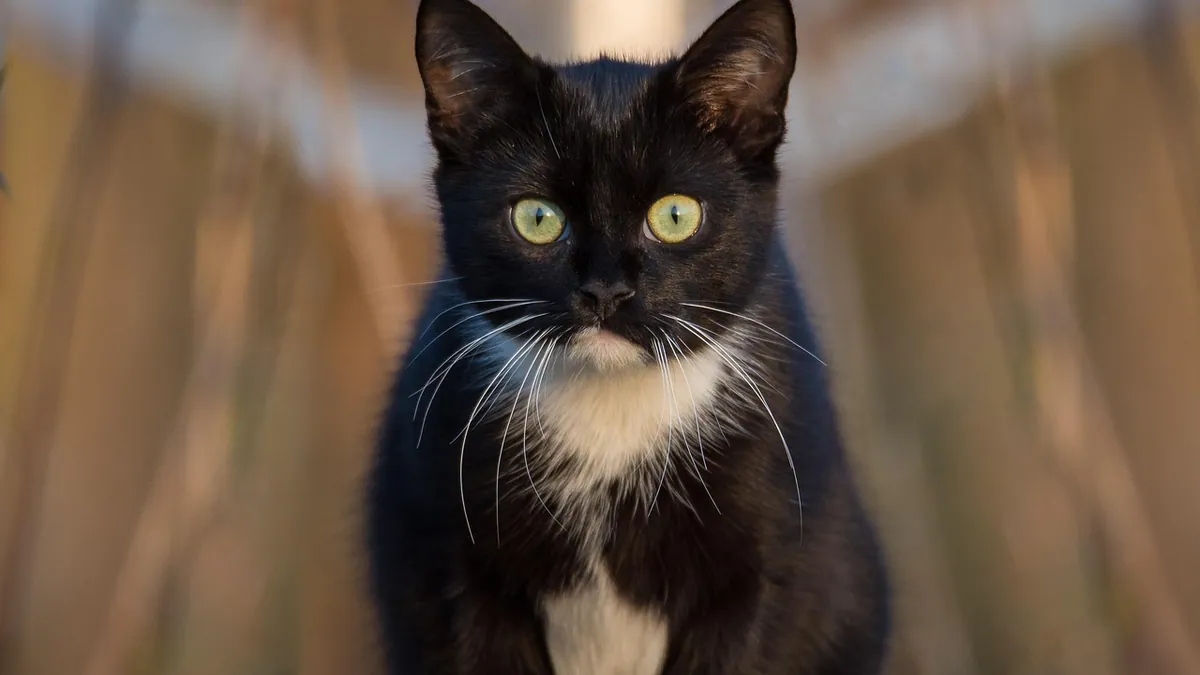 Coccidia in Cats: Treatment and Medication Options