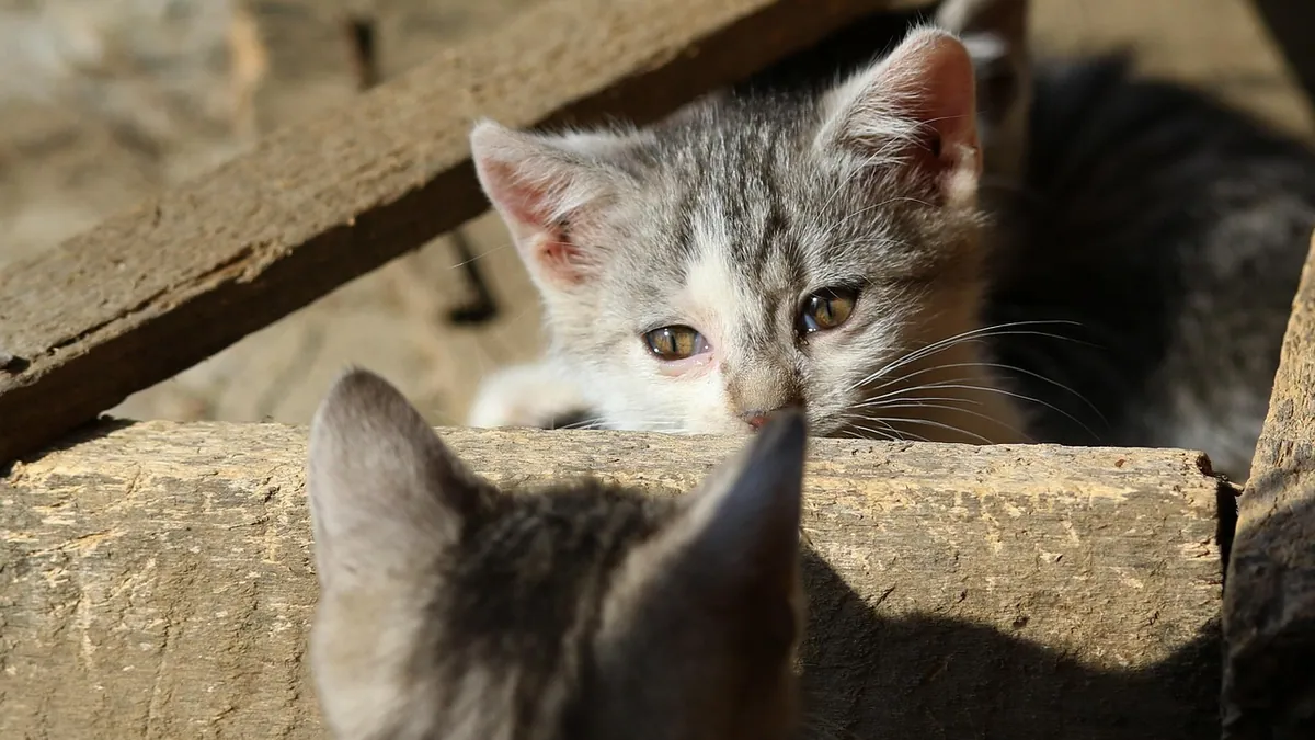 Is Coccidia in Cats Contagious to Other Cats?