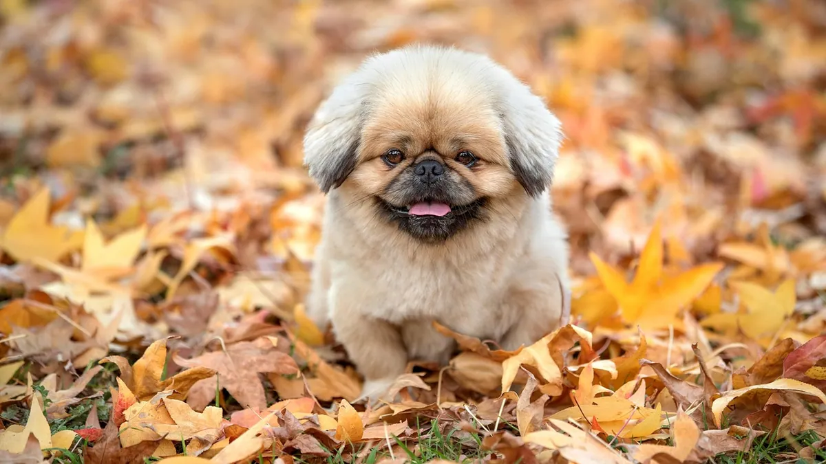 Coccidia in Dog Poop: What It Looks Like and Means