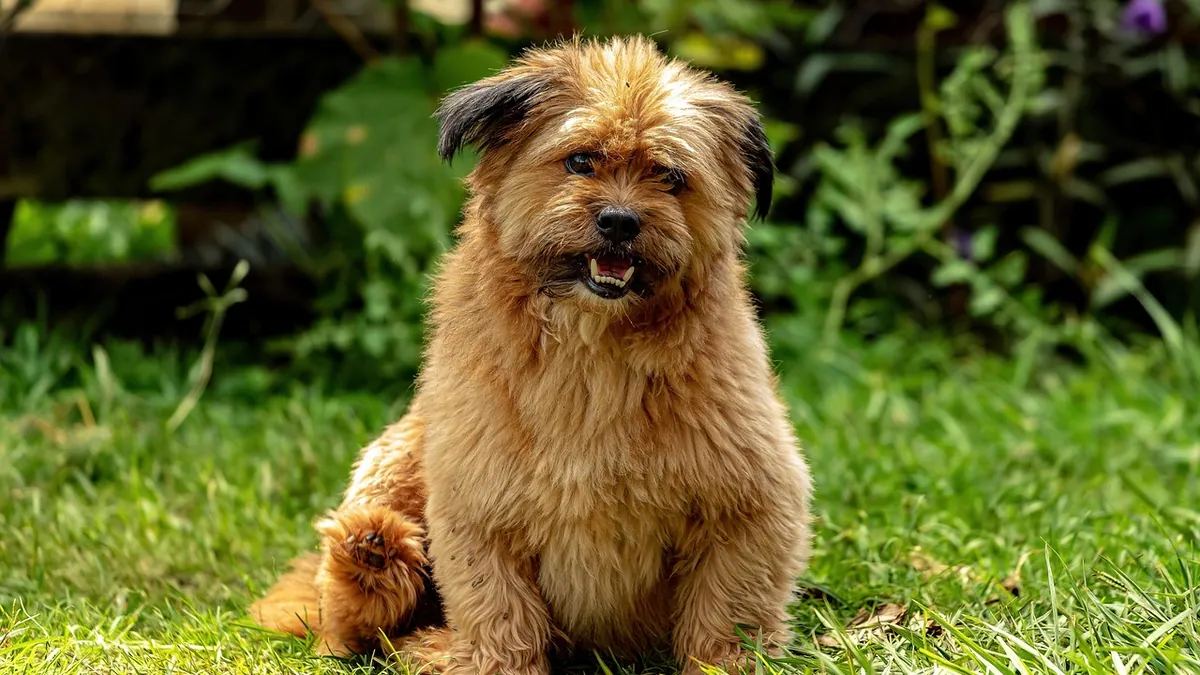 Coccidia in Dogs: Symptoms and When to See a Vet