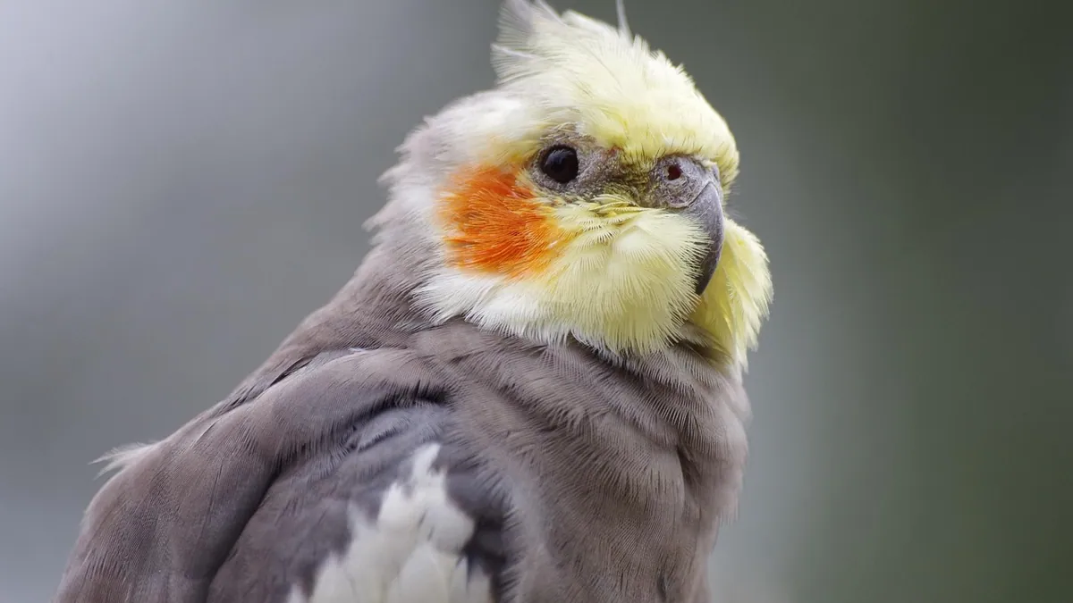 Why Is My Cockatiel Hissing at Me? What It Means
