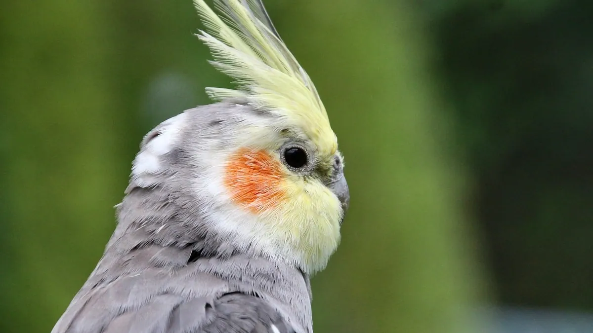 Is My Cockatiel Male or Female? How to Tell the Sex
