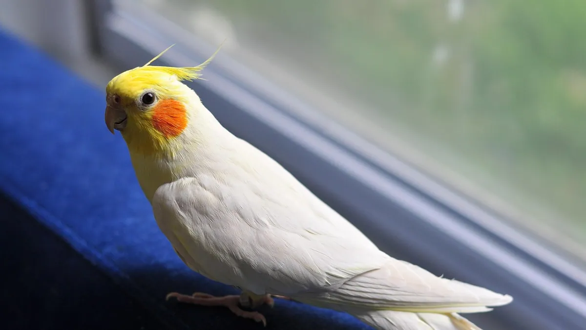 Why Is My Cockatiel Pooping Water and Drinking More?
