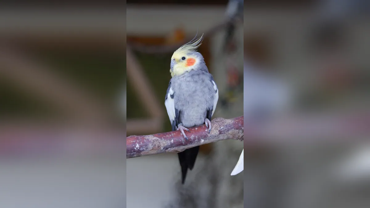 Why Is My Cockatiel Rubbing His Tail on Me?
