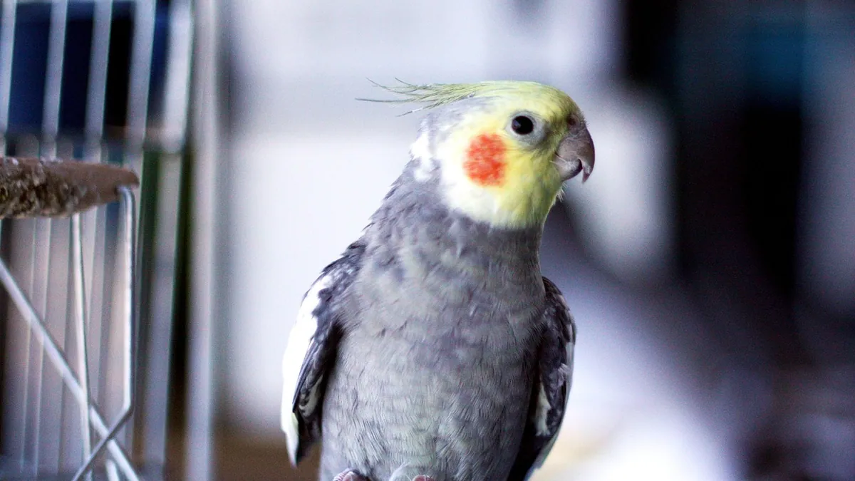 Why Is My Cockatiel Screaming Constantly? Causes and Fixes