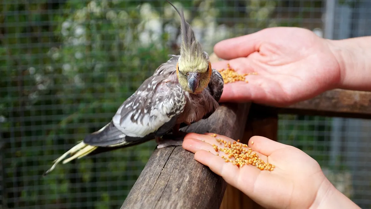 Why Is My Cockatiel Sneezing or Itching So Much?