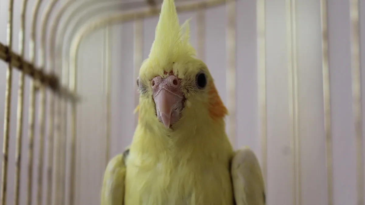 Why Is My Cockatiel Making Squeaking or Clicking Noises?