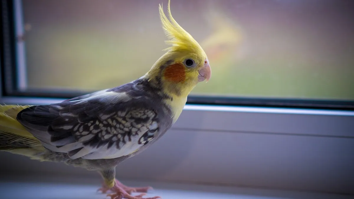 Why Is My Cockatiel Tail Bobbing or Head Bobbing?