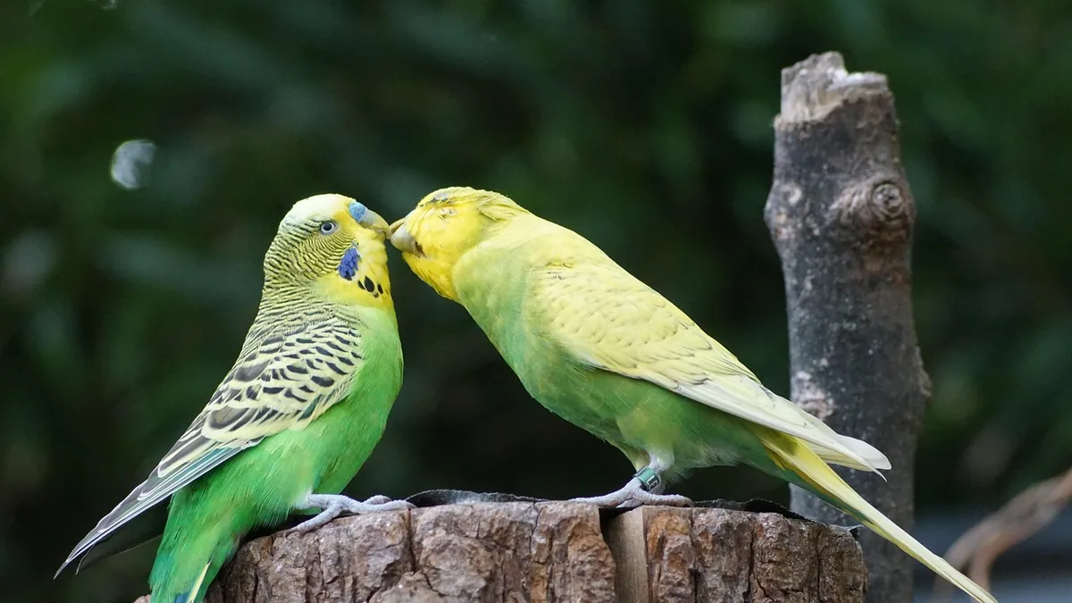 Do Cockatiels and Budgies Need to Be in Pairs? Pros and Cons
