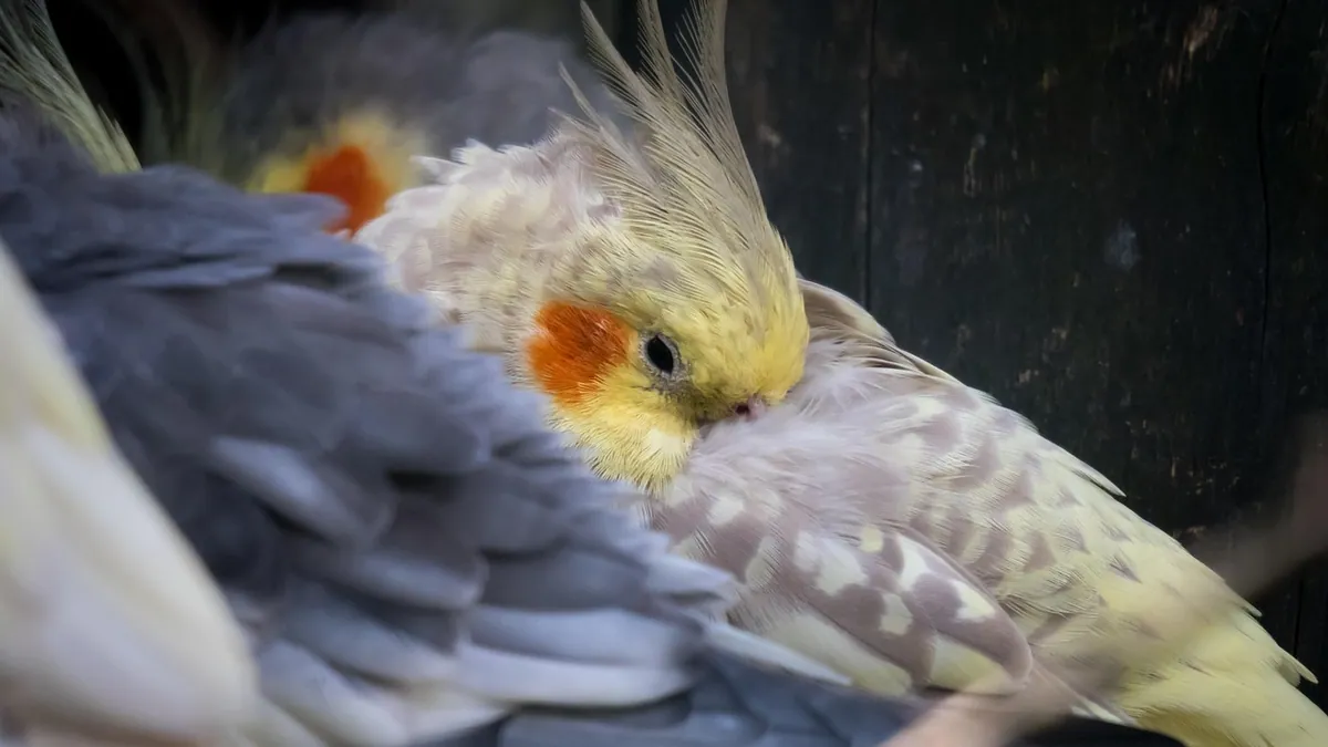Do Cockatiels and Budgies Sleep and Poop at Night? Sleep Facts